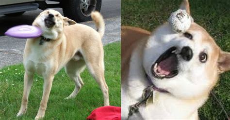 15 Dogs Who Hilariously Fail At Being Dogs