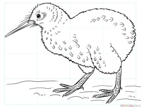 How to draw a kiwi bird | Step by step Drawing tutorials