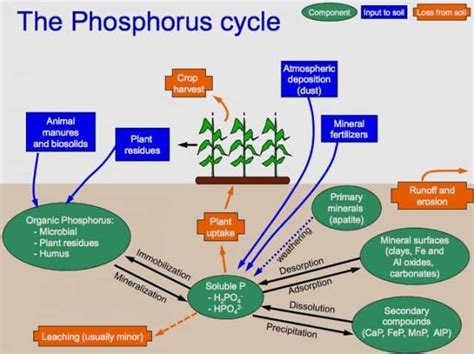 Phosphorus Cycle: Definition, Steps and Interesting Facts | Earth Eclipse