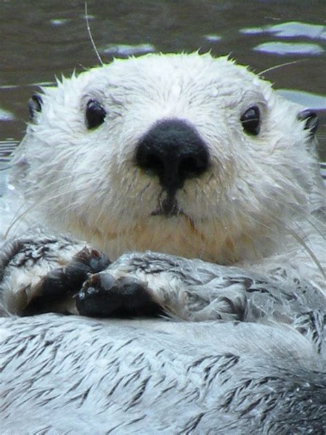 White Otters: Learn about these new and weird Otters