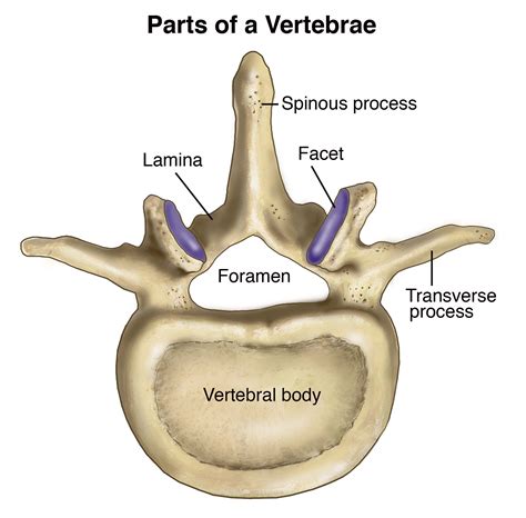 Normal Anatomy of the Human Vertebral Column | Compel Visuals