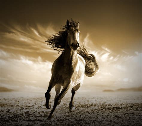 White stallion, Running Horse, HD HD wallpaper | Wallpaper Flare