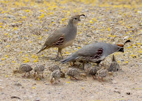 Gambel's Quail kids | Wild birds, Pet birds, Beautiful birds