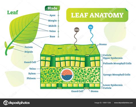 Leaf Diagram Labeled