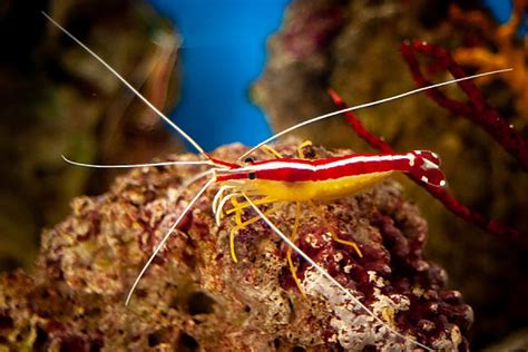 Pacific Cleaner Shrimp | Online Learning Center | Aquarium of the Pacific