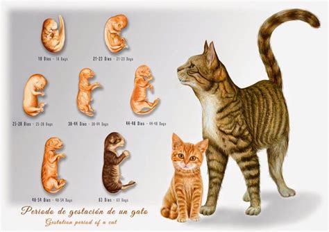 Cat Pregnancy Stages : 10 Points Week-by-Week Guide - Pet Care Stores