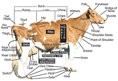 Dairy Cattle Discovery- Parts | Animal & Food Sciences