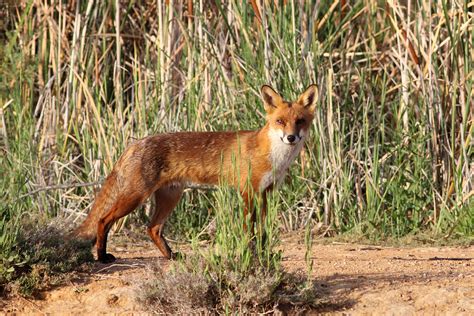 Australia's Most Invasive Species