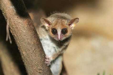 Picture 1 of 4 - Grey Mouse Lemur (Microcebus Murinus) Pictures ...