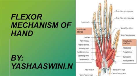 The flexor mechanism of the hand refers to the complex system of ...