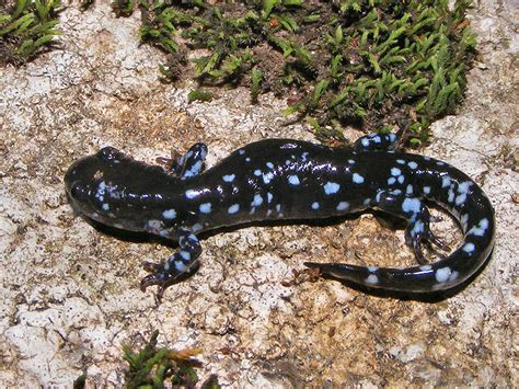 Blue-spotted Salamander, our Chicago River Day Featured Creature ...