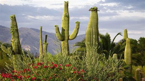 wallpaper arizona, cactus, flowers HD : Widescreen : High Definition ...