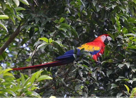 Honduras Animals - Wildlife in Honduras