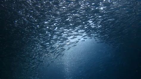 Moalboal Panagsama Beach A school of sardines - YouTube