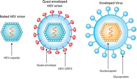 Hepatitis E Virus- An Overview