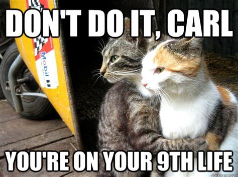 14 of the best cat memes of all time