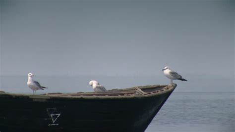 three seagulls sitting on fishing boat Stock Footage Video (100% ...