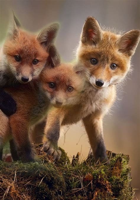 Cute red fox cubs | Animals beautiful, Cute animals, Cute animal pictures