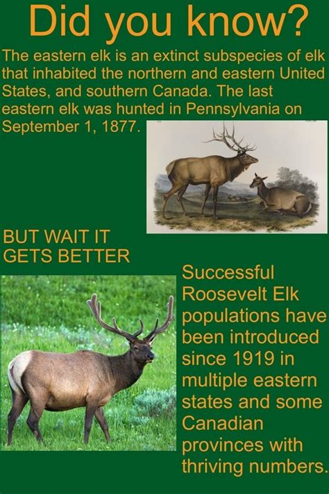 Did you know? The eastern elk is an extinct subspecies of elk that ...