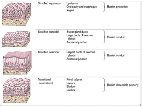 What is the location of simple squamous epithelium in our body?