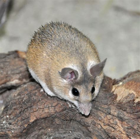 The Living Desert: Egyptian Spiny Mouse | Egyptian Spiny Mic… | Flickr