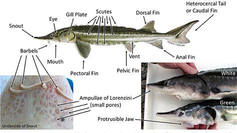 Living Fossils: Sturgeon of the San Francisco Estuary · Frontiers for ...