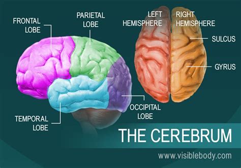 Nessuna perfetto vergine parts of the brain diagram piatto Percezione ...