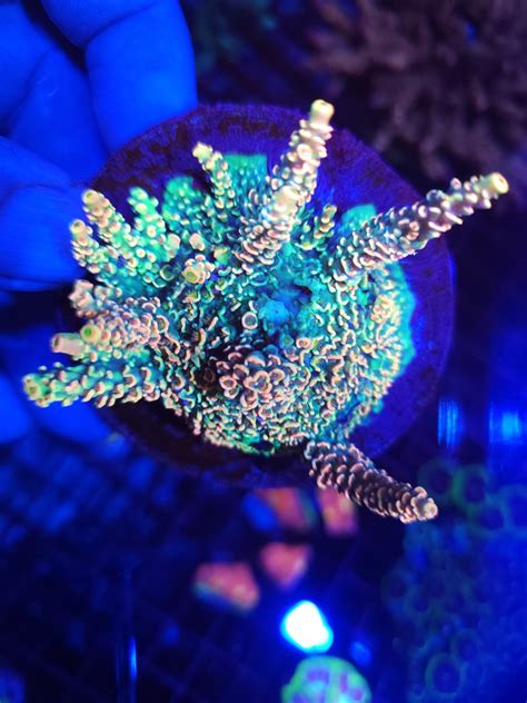 California - Live Goods - For sale BKchen froot loops | Reef2Reef