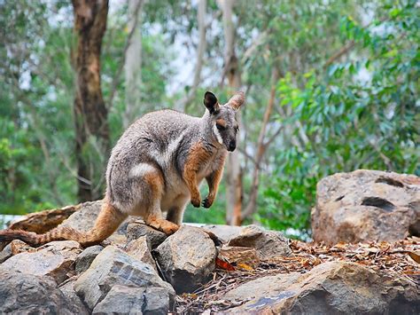 Featherdale Wildlife Park in Sydney, Australia | Sygic Travel