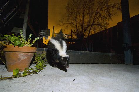 Striped Skunk In Backyard At Night Photograph by Sebastian Kennerknecht