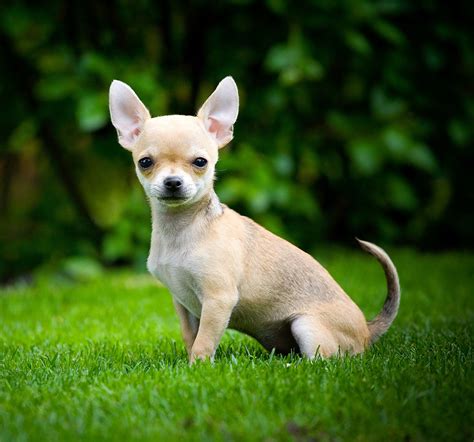 The Smallest Dog In The World - A Giant Guide To Tiny Breeds