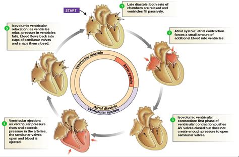 Cardiac Cycle - Filling of Heart Chambers | MCAT | Pinterest | Medical ...