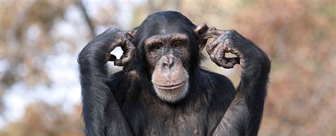 The Secret to Chimpanzee Super-Strength Has Finally Been Revealed ...