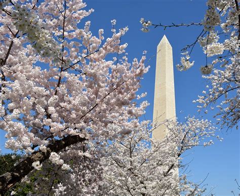 Cherry blossoms on the National Mall | Jonathan Bloy