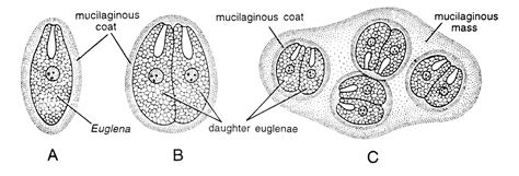 How does Euglena reproduce? (Reproduction in Euglena)