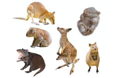 Why Are There So Many Marsupials in Australia? | Live Science