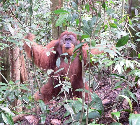 Veggie Revolution: Hunting may threaten orangutans even more than ...