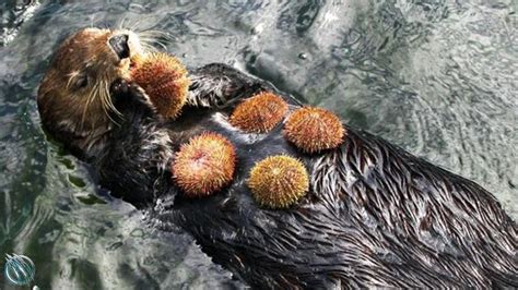 Cute Sea Otters Eating