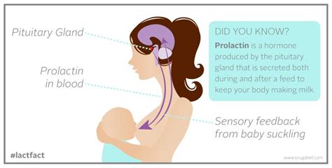 #lactfact Prolactin keeps your body making milk. www.snugabell.com ...