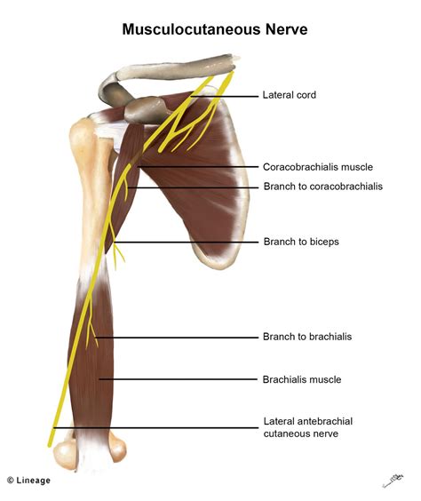 Musculocutaneous Nerve - MSK - Medbullets Step 1