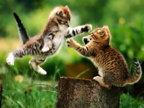 Funny And Cute Cat Pictures 29 Background Wallpaper - Funnypicture.org