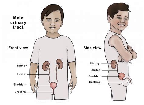 Urinary Tract Infection | KidsHealth NZ