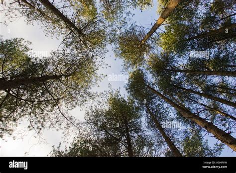 Under the Pines Stock Photo - Alamy