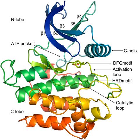 Tyrosine Kinase Structure