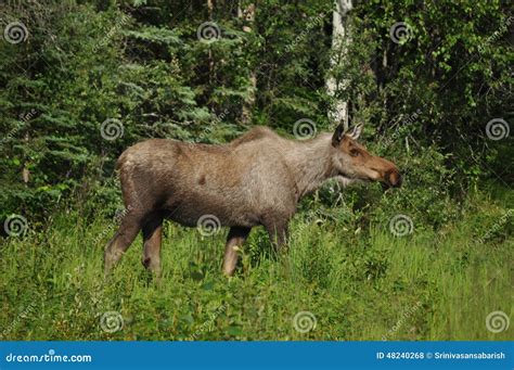 Alaskan Moose Stock Photo - Image: 48240268