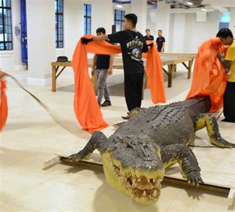 Crocodile Lolong Transferred To Natural History Museum