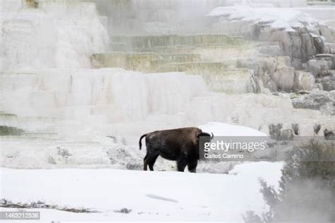 269 Mammoth Hot Springs Winter Stock Photos, High-Res Pictures, and ...