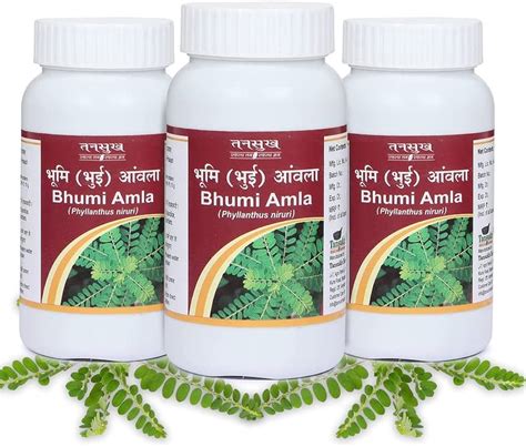 Bhumi Amla (Phyllanthus Niruri) Benefits, Uses And Side, 54% OFF