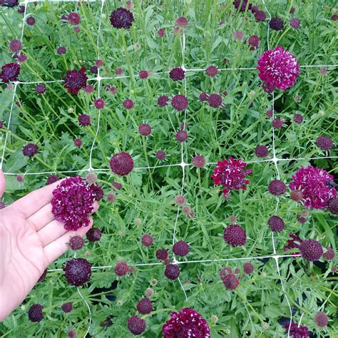 How to Grow Scabiosa — Three Acre Farm