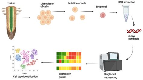 IJMS | Free Full-Text | Single-Cell RNA Sequencing for Plant Research ...